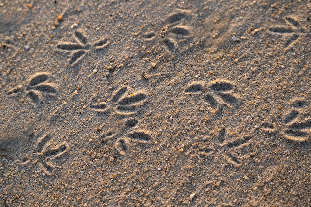 Close up of seagull footprints on a sandy beach