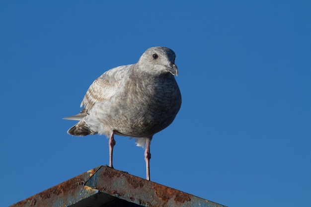 澄んだ青い空を背景に座っているカモメのクローズアップ