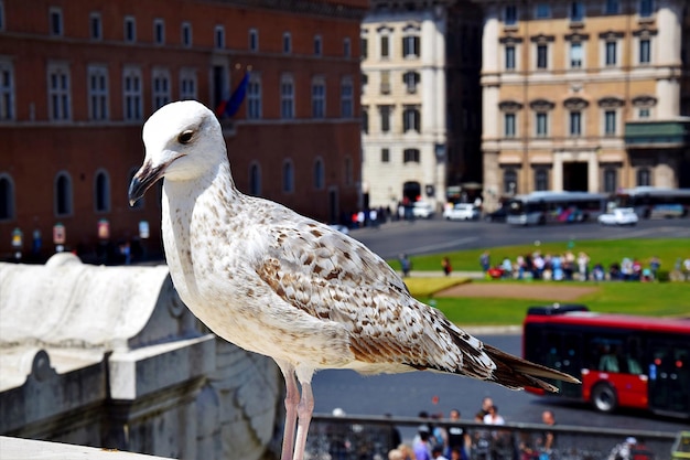 Foto close-up di un gabbiano appoggiato su un edificio