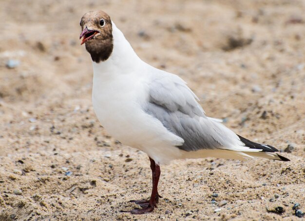 畑に座っているカモメのクローズアップ