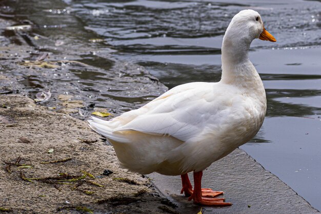 Photo close-up of seagull perching on lakeshore