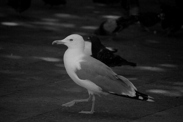 Photo close-up of seagull perching on land