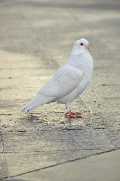 Photo close-up of seagull perching on a land