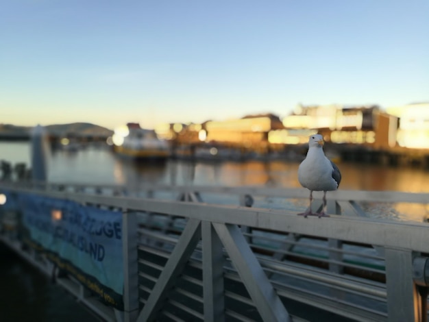 Close-up of seagull perching on railing against sea