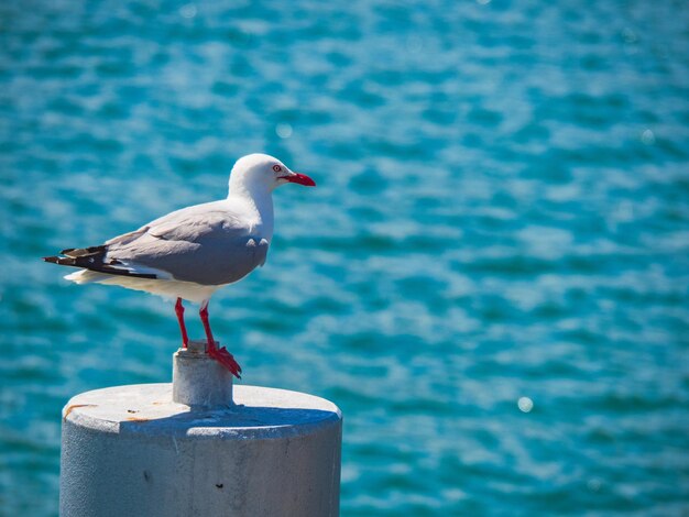 Close-up of seagull perching on retaining wall