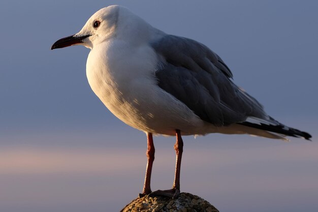 Close-up of seagull perching on rock against sky