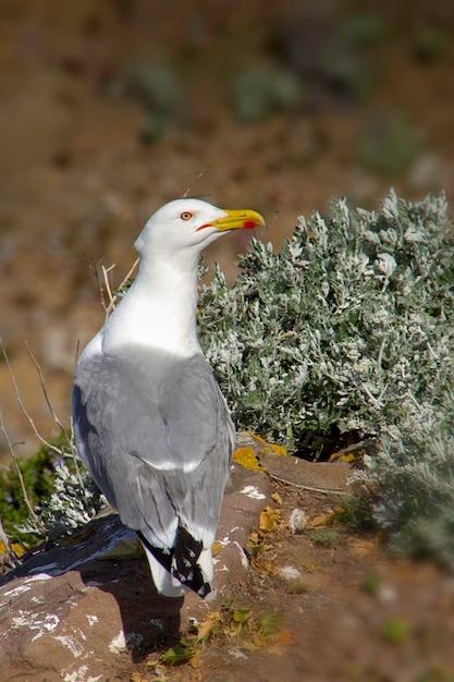 Photo close-up of seagull perching on rock