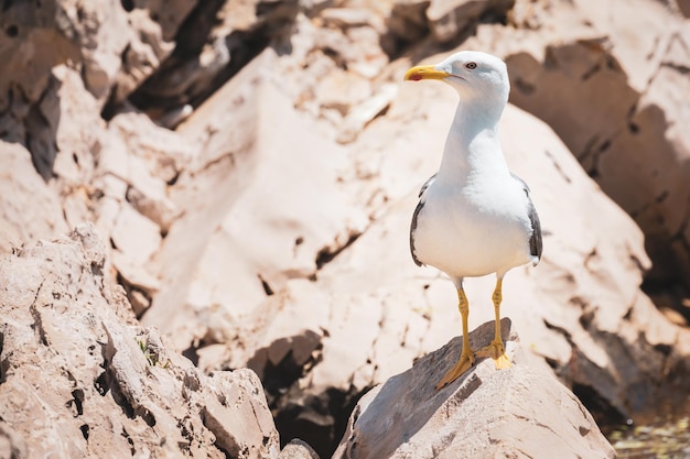 Photo close-up of seagull perching on rock