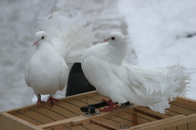 Photo close-up of seagull perching on roof