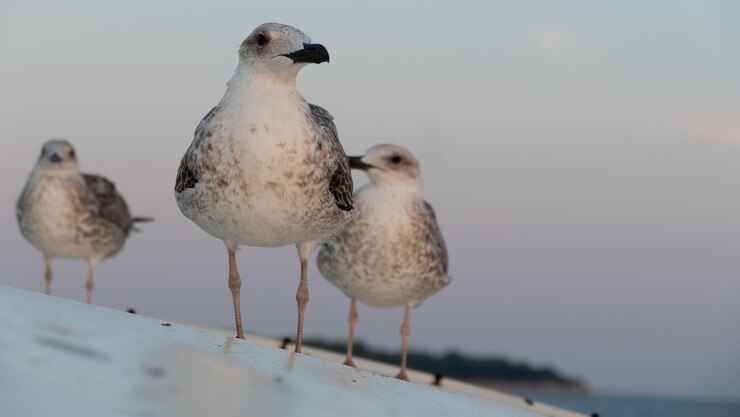 Photo close-up of seagull perching on a sea