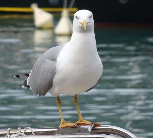 Close-up of seagull perching on a sea