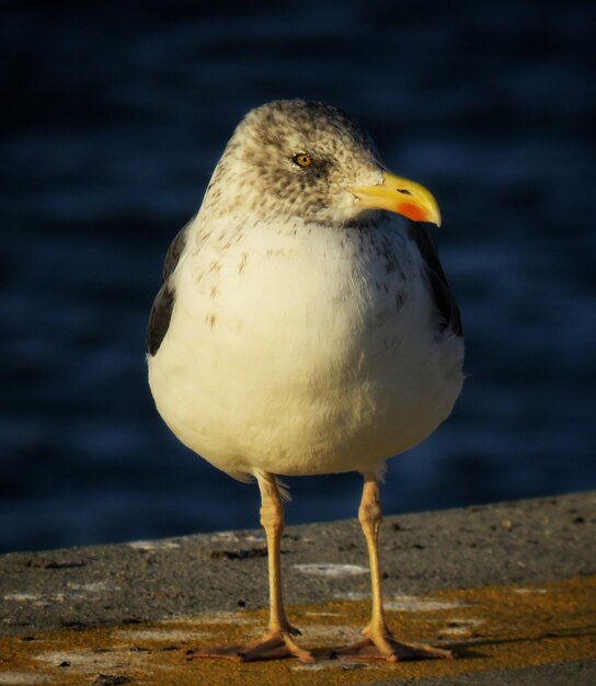 Photo close-up of seagull perching on a sea