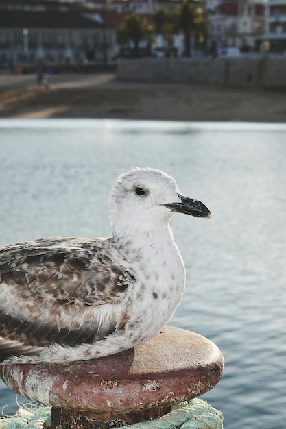 海に座っているカモのクローズアップ