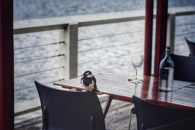 Photo close-up of seagull perching on table
