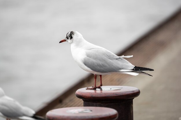 Foto close-up di un gabbiano appoggiato su un palo di legno