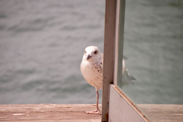 Photo close-up of seagull perching on wooden post