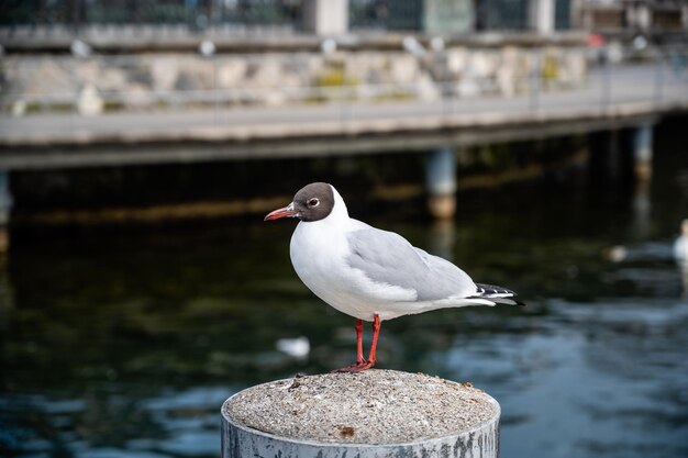 Photo close-up of seagull perching on wooden post