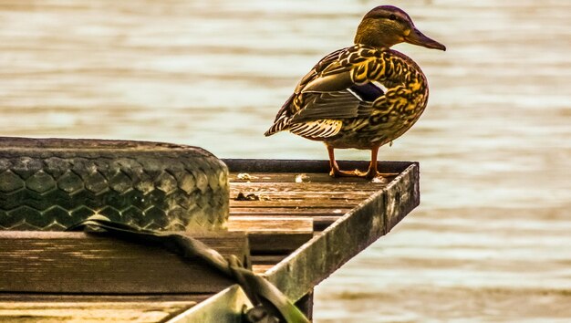 Close-up of seagull perching on wooden post