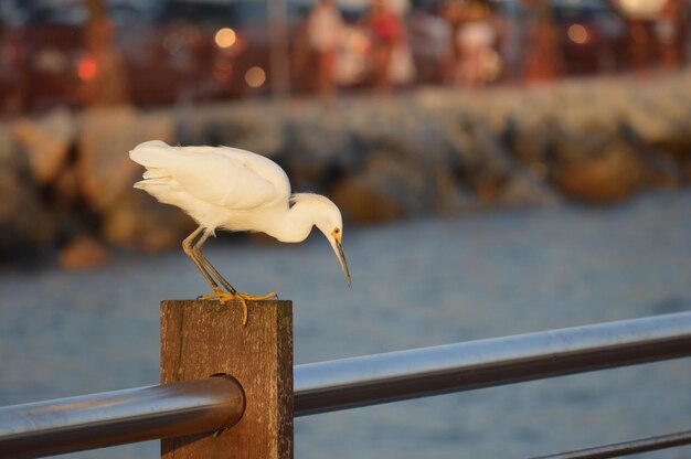 Photo close-up of seagull perching on wooden railing