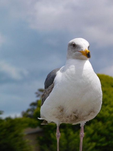 座っているカモメのクローズアップ