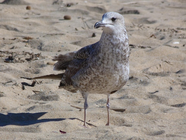 Photo close-up of seagull on sand