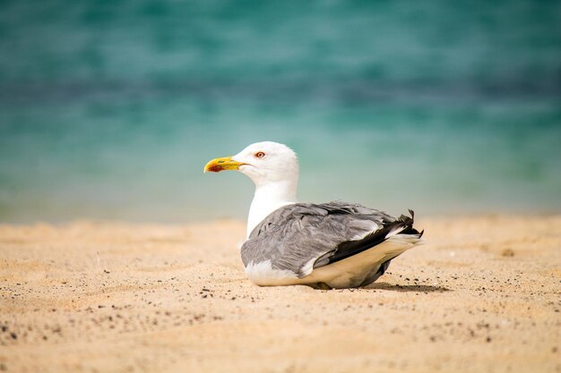 Close-up of seagull on sand