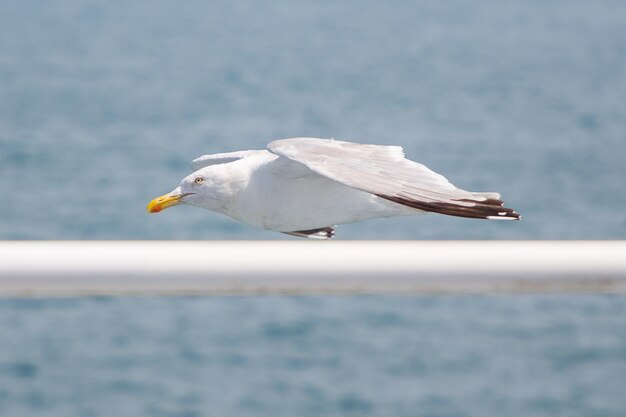 Photo close-up of seagull on a sea