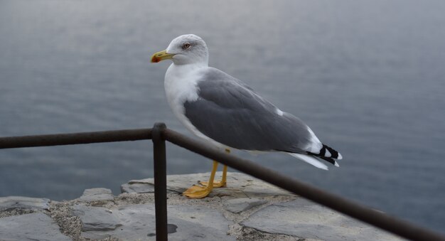 close-up of a seagull in a seascape