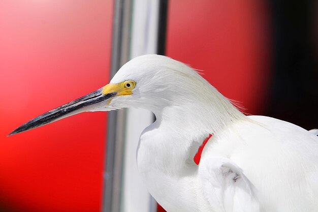 Close-up of seagull