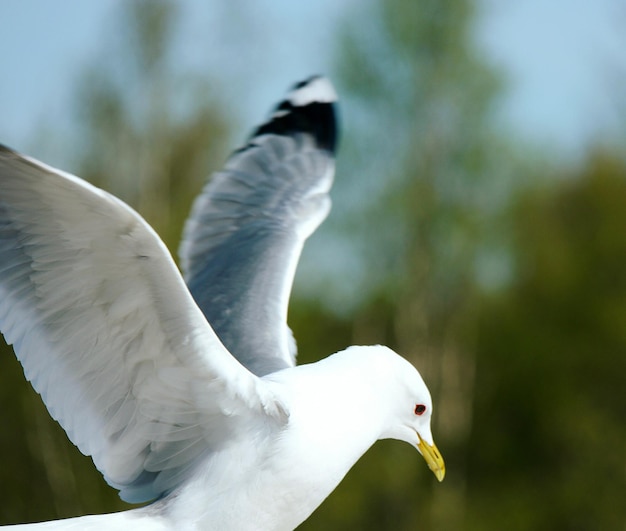 Photo close-up of seagull