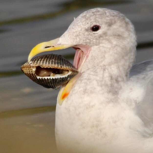 Photo close-up of seagull