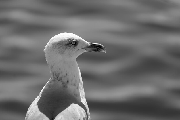 Photo close-up of seagull