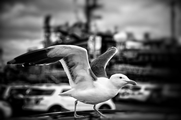 Photo close-up of seagull