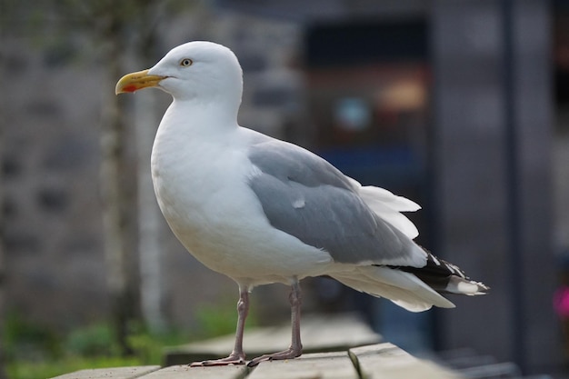 カモメのクローズアップ