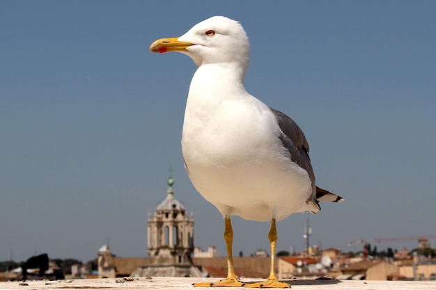 Photo close-up of seagull