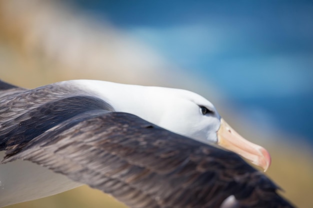 Photo close-up of seagull