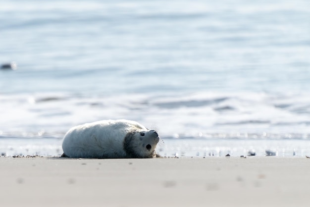 Close-up of seal on beach
