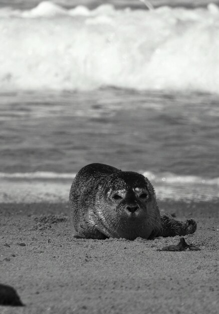 Photo close-up of seal on beach