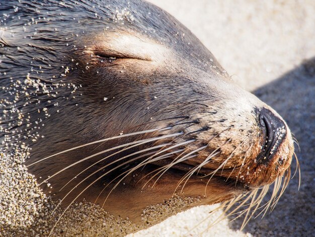 Foto close-up di una foca sulla spiaggia