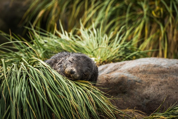 Foto prossimo piano di un cucciolo di foca su un campo erboso