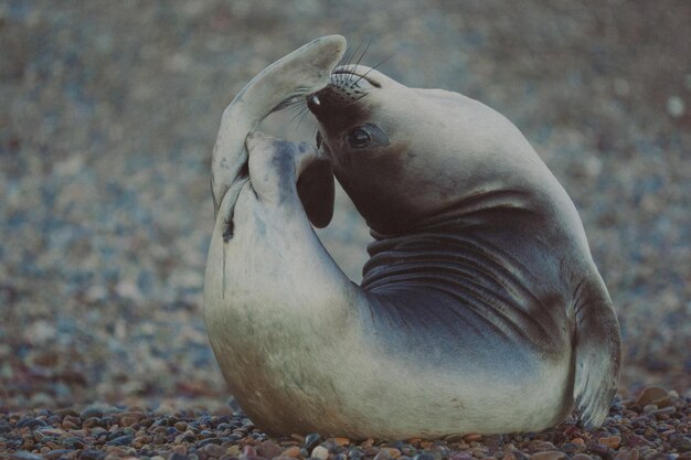 Photo close-up of seal on sand