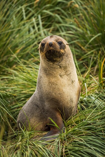 Close-up of seal sitting on plants