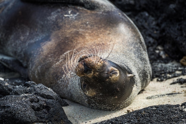Close-up of seal sleeping at beach