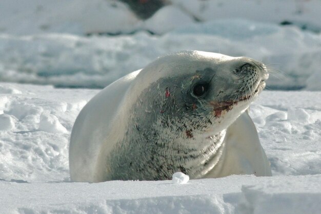 Foto close-up di una foca su un campo coperto di neve