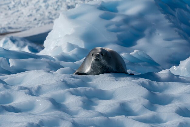 Foto prossimo piano di una foca nella neve