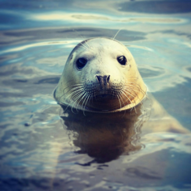 Photo close-up of seal in water