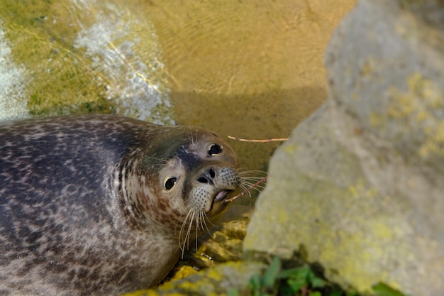 Close-up of seal