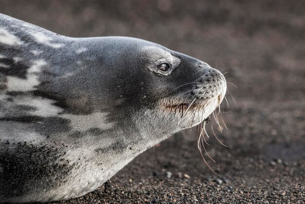 Foto prossimo piano della foca