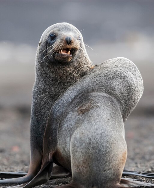 Photo close-up of seal