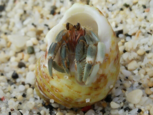 Close-up of seashell on beach